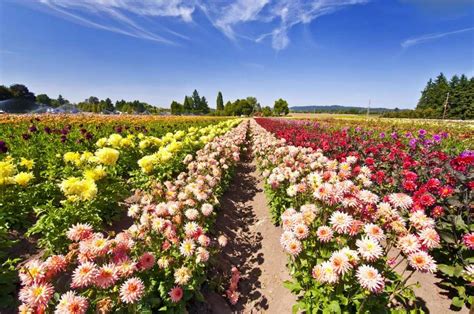 Flower fields near me - Where: Golden Gate Park, San Francisco. When to Go: outside – July to October, inside – anytime. Cost: FREE (outside) – $10 (inside) The Conservatory of Flowers is kinda a double whammy – it’s technically two separate gardens in San Francisco within a …